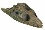 Incredible Lower Jurassic Crocodile Skull - North Whitby, England #123531-2